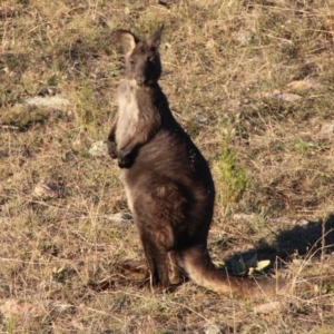 Osphranter robustus robustus at Tennent, ACT - 22 May 2021 04:18 PM