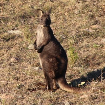 Osphranter robustus robustus (Eastern Wallaroo) at Tennent, ACT - 22 May 2021 by ChrisHolder