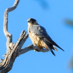 Falco longipennis (Australian Hobby) at Symonston, ACT - 22 May 2021 by CallumBraeRuralProperty