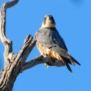 Falco longipennis at Symonston, ACT - 22 May 2021