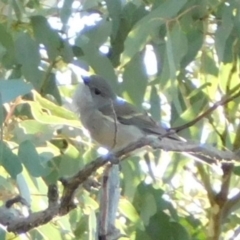 Pachycephala pectoralis (Golden Whistler) at Symonston, ACT - 15 May 2021 by CallumBraeRuralProperty