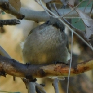 Pachycephala pectoralis at Symonston, ACT - 15 May 2021