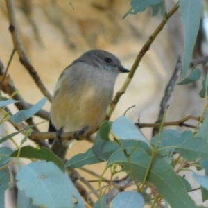 Pachycephala pectoralis at Symonston, ACT - 15 May 2021