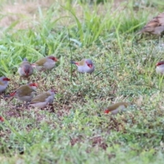 Neochmia temporalis (Red-browed Finch) at Ewart Brothers Reserve - 22 May 2021 by KylieWaldon