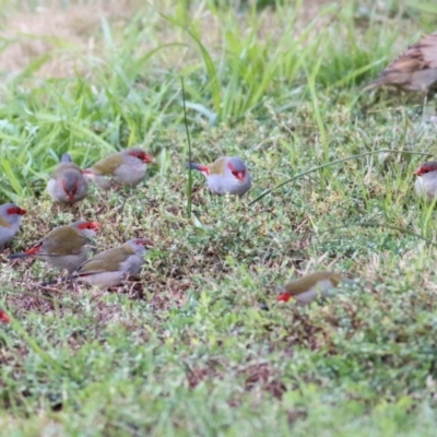 Neochmia temporalis (Red-browed Finch) at Ewart Brothers Reserve - 22 May 2021 by Kyliegw