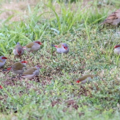 Neochmia temporalis (Red-browed Finch) at Wodonga - 22 May 2021 by KylieWaldon