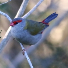 Neochmia temporalis at Wodonga - 22 May 2021