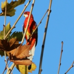 Platycercus eximius (Eastern Rosella) at Wodonga, VIC - 22 May 2021 by KylieWaldon