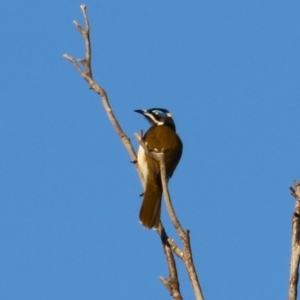 Entomyzon cyanotis at Wodonga, VIC - 22 May 2021 04:12 PM