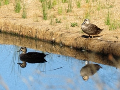 Anas superciliosa (Pacific Black Duck) at Kambah, ACT - 22 May 2021 by RodDeb