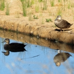 Anas superciliosa (Pacific Black Duck) at Lake Tuggeranong - 22 May 2021 by RodDeb