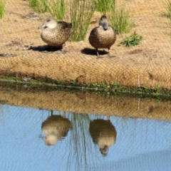 Anas gracilis (Grey Teal) at Kambah, ACT - 22 May 2021 by RodDeb