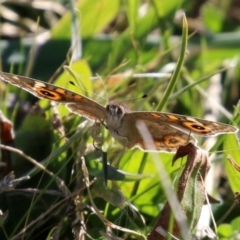 Junonia villida (Meadow Argus) at Lake Tuggeranong - 22 May 2021 by RodDeb