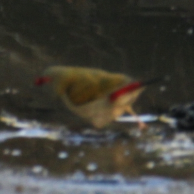 Neochmia temporalis (Red-browed Finch) at Lavington, NSW - 22 May 2021 by PaulF