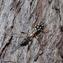 Xanthocryptus novozealandicus (Lemon tree borer parasite wasp) at ANBG - 14 May 2021 by TimL