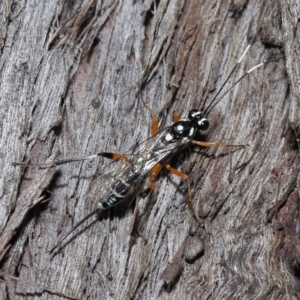 Xanthocryptus novozealandicus at Acton, ACT - 14 May 2021 12:00 PM