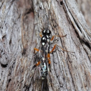 Xanthocryptus novozealandicus at Acton, ACT - 14 May 2021 12:00 PM