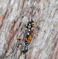 Xanthocryptus novozealandicus at Acton, ACT - 14 May 2021 12:00 PM