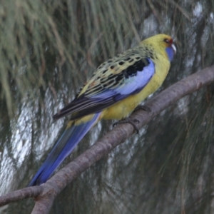 Platycercus elegans flaveolus at Lavington, NSW - 22 May 2021 04:02 PM