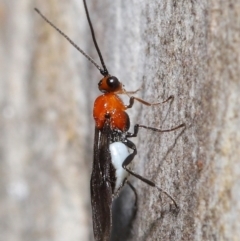 Braconidae (family) (Unidentified braconid wasp) at ANBG - 18 May 2021 by TimL