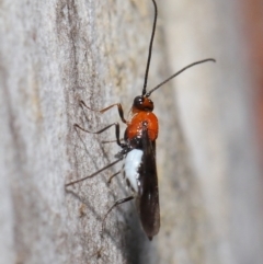 Braconidae (family) at Acton, ACT - 18 May 2021 12:20 PM