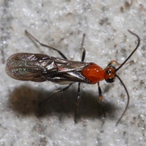 Braconidae (family) at Acton, ACT - 18 May 2021 12:20 PM