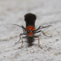 Braconidae (family) at Acton, ACT - 18 May 2021 12:20 PM