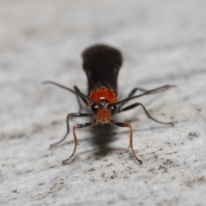 Braconidae (family) at Acton, ACT - 18 May 2021