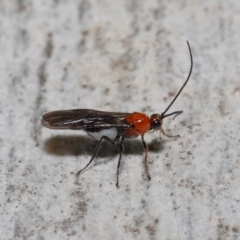 Braconidae (family) at Acton, ACT - 18 May 2021 12:20 PM