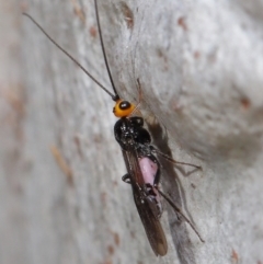 Callibracon capitator (White Flank Black Braconid Wasp) at ANBG - 18 May 2021 by TimL