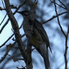 Anthochaera carunculata (Red Wattlebird) at Lavington, NSW - 22 May 2021 by PaulF