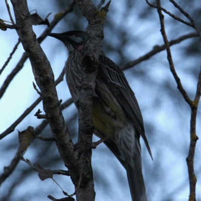 Anthochaera carunculata (Red Wattlebird) at Albury - 22 May 2021 by PaulF