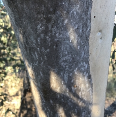 Eriococcidae sp. on Eucalyptus blakelyi (Felted scale on Eucalyptus blakelyi) at Red Hill to Yarralumla Creek - 15 May 2021 by Tapirlord