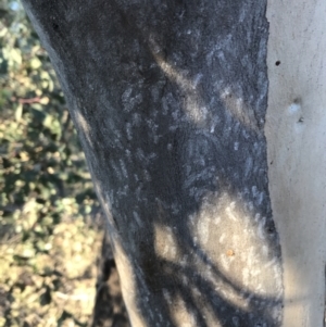 Eriococcidae sp. on Eucalyptus blakelyi at Deakin, ACT - 15 May 2021