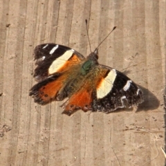 Vanessa itea (Yellow Admiral) at Murrumbateman, NSW - 20 May 2021 by davobj