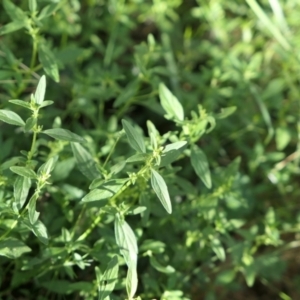 Mentha diemenica at Gundaroo, NSW - 6 Mar 2021 04:46 PM