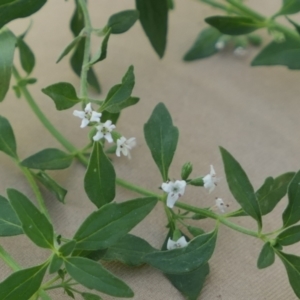 Mentha diemenica at Gundaroo, NSW - 6 Mar 2021 04:46 PM