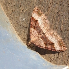 Epyaxa subidaria (Subidaria Moth) at Yass River, NSW - 20 May 2021 by SenexRugosus