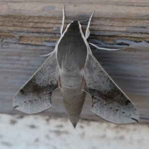 Hippotion scrofa at Gundaroo, NSW - 16 Jan 2021 12:17 PM