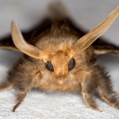 Symphyta nyctopis (A Bombycoid Moth (Lasiocampinae)) at Melba, ACT - 22 Nov 2020 by Bron