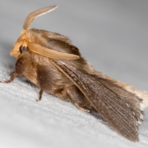 Symphyta nyctopis at Melba, ACT - 22 Nov 2020