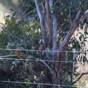 Petroica phoenicea at Murrumbateman, NSW - 21 May 2021