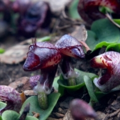 Corysanthes hispida (Bristly Helmet Orchid) at Gundaroo, NSW - 2 May 2021 by MaartjeSevenster