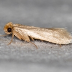 Tineola bisselliella (Webbing Clothes Moth) at Melba, ACT - 22 Nov 2020 by Bron