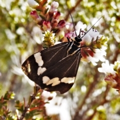 Nyctemera amicus (Senecio Moth, Magpie Moth, Cineraria Moth) at Tennent, ACT - 21 May 2021 by JohnBundock