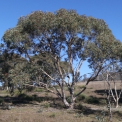 Eucalyptus pauciflora subsp. pauciflora (White Sally, Snow Gum) at Namadgi National Park - 22 May 2021 by jb2602