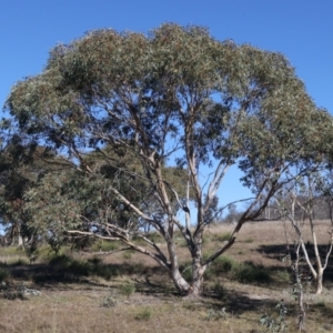 Eucalyptus pauciflora subsp. pauciflora at Rendezvous Creek, ACT - 22 May 2021