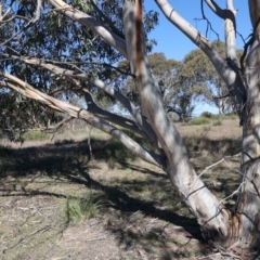 Eucalyptus pauciflora subsp. pauciflora at Namadgi National Park - 22 May 2021 01:53 PM