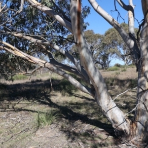 Eucalyptus pauciflora subsp. pauciflora at Rendezvous Creek, ACT - 22 May 2021