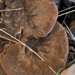 Sanguinoderma rude at Murrumbateman, NSW - 27 May 2021